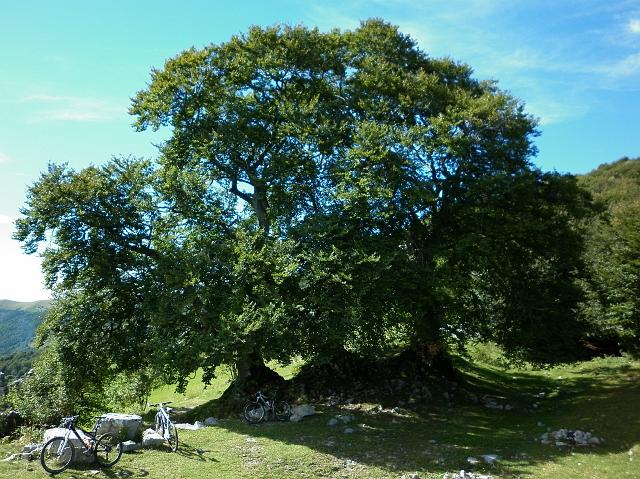 faggi 071.JPG